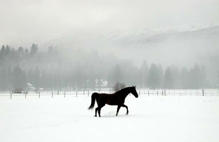 schwaze-άλογο-in-χιόνι-αντίθεση χρωμάτων