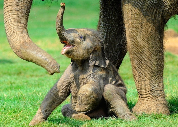 très inspirante image par baby-éléphant par sa mère