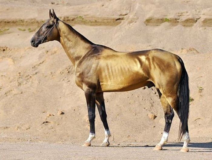 hyvin luova-tyypit-kaunis-hevosen kiiltävä ruskea-muotoon