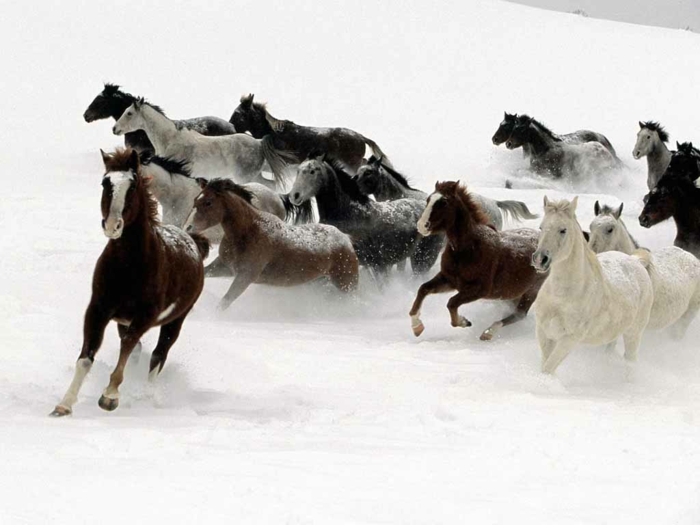 πολύ-πολλά άλογα στο χιόνι