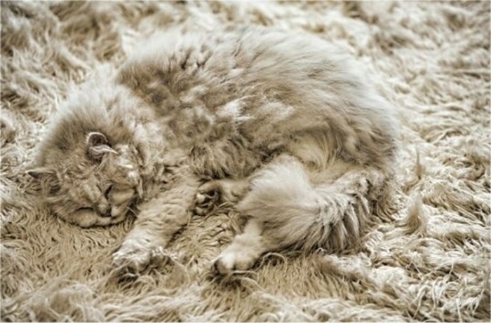 čupavi tepih-a-mačka-super-lijepe-dizajn