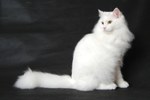 साइबेरियाई बिल्ली चैंपियन