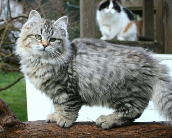 साइबेरियाई नस्ल बिल्लियों दो बिल्लियों Hof