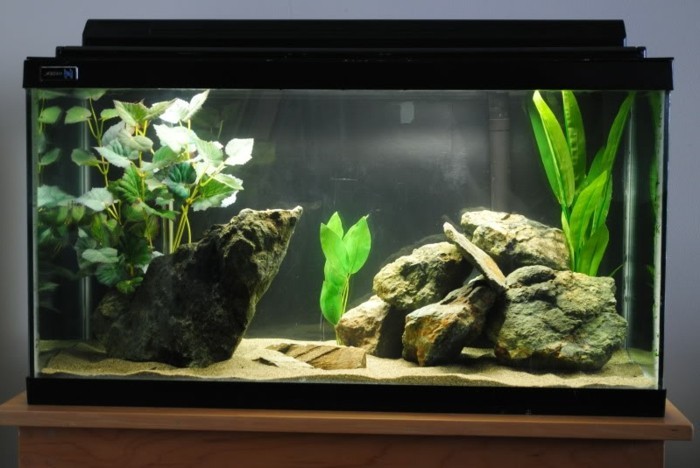 jednostavni-akvarij-uređaj-alge akvarij-dizajn-akvarij-set