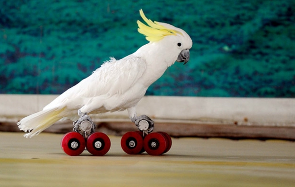 пързаляне папагал папагал какаду-тапети