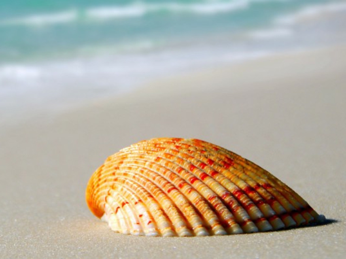 Nap-és a strand-shell-ben gyönyörű színben