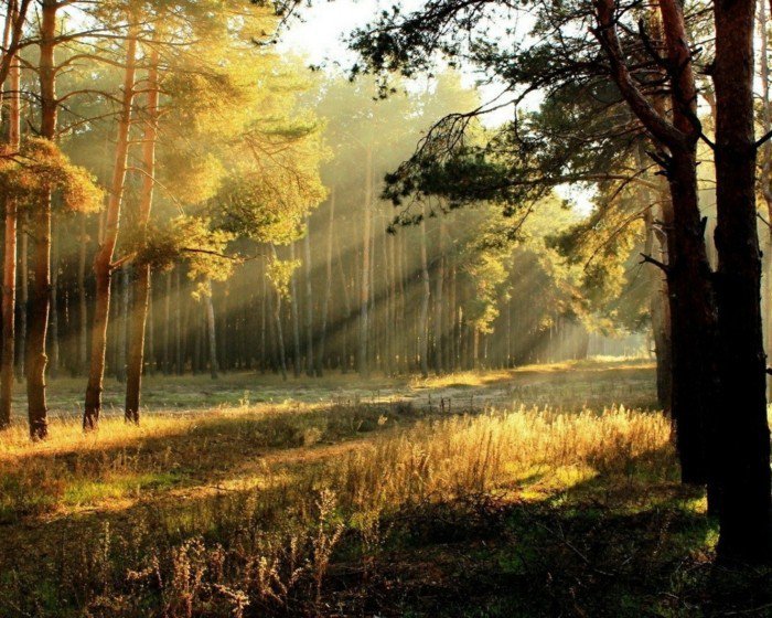 الشمس درج الحركة والغابات الجميلة أشجار