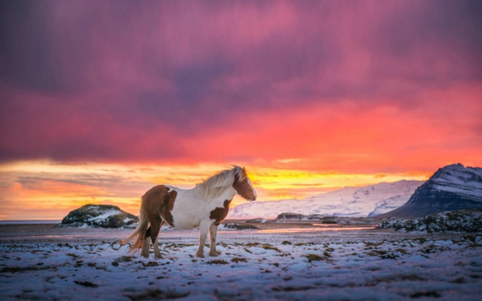 Zalazak sunca-konja-u-snijegu