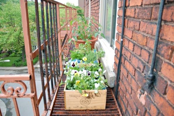 pansy-kasvi-on-the-balcony-seisoo - vieressä tiiliseinät