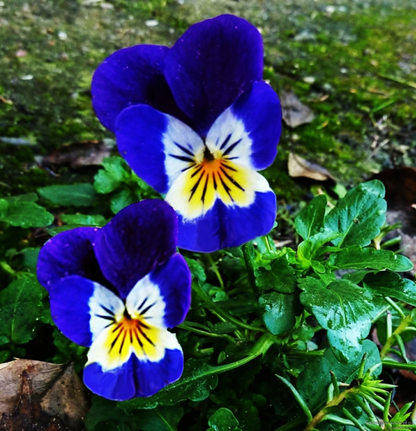πανσές-φυτό-μπλε-και-όμορφα-ματιά