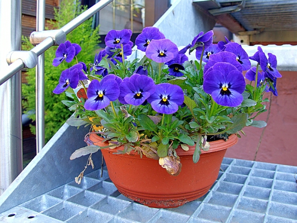 pansy-plant-in-blue-väri - maaston vieressä