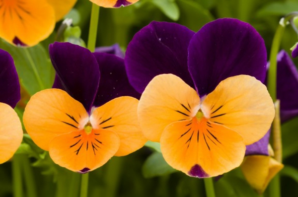 orvokki-kasvi-appelsiini-ja-violetti