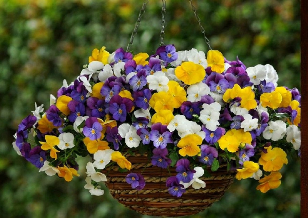 ampel sadnje maćuhica viola-plentifall-mix-mačuhica-za-cvjetni viseće košare-balkon-haengestiefmuetterchen-