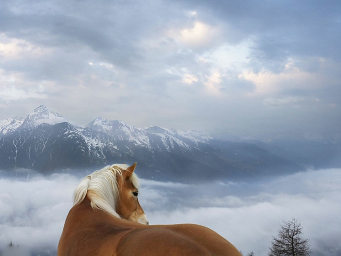 υπερ-εικόνα-άλογο-in-χιόνι