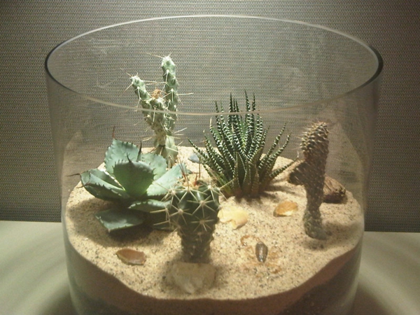 szuper gyönyörű kaktuszfajok egy nagy üvegben