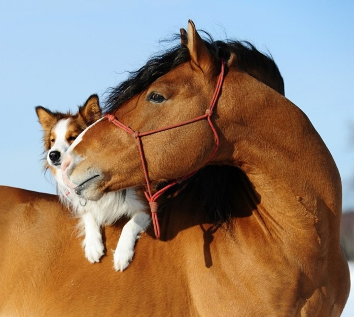 σούπερ-όμορφα-άλογο-pictures-dog-on-the-άλογο