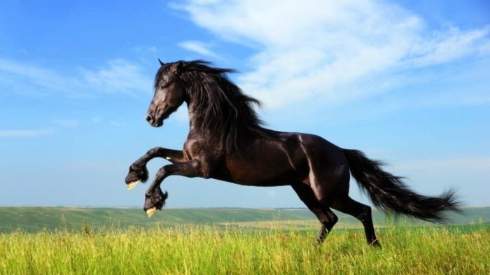 Crno-konj-on-the-priznata super-lijepe-konjske slike