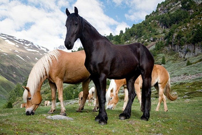 super-kaunis-hevosia-in-eri-väri-valoa ja tumma