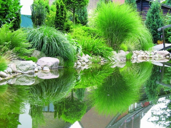 तालाब-पौधे-हरे-तस्वीर