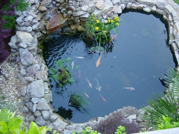 तालाब-पौधे-सुंदर-मछली-इन-तालाब