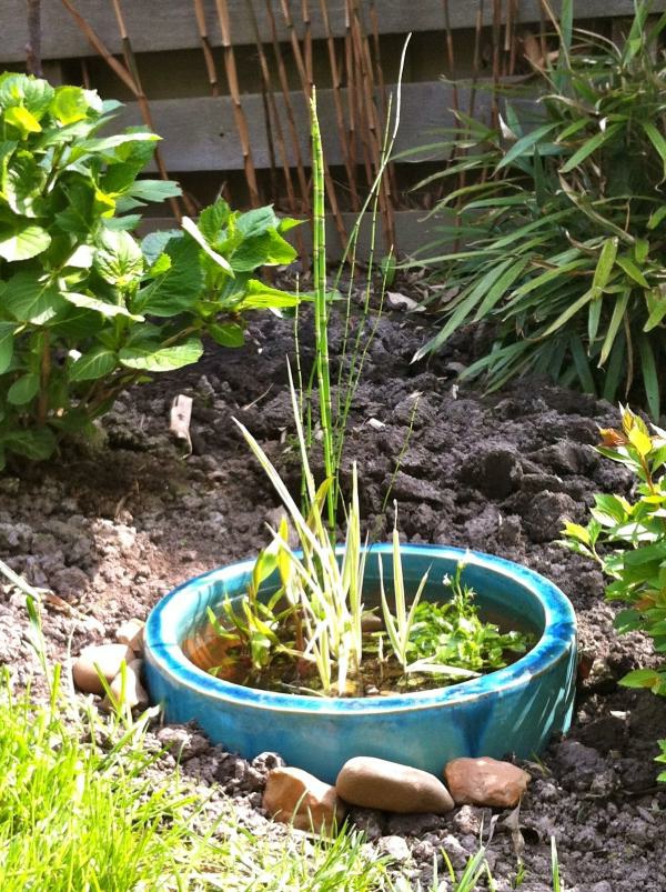 ribnjak-biljka-u-vrtu