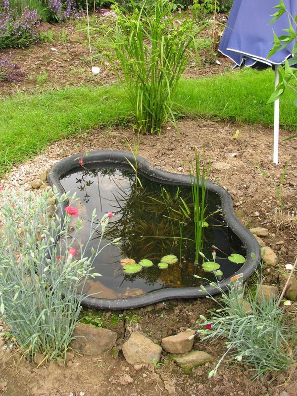 estanque de plantas pequeñas-y-moderno