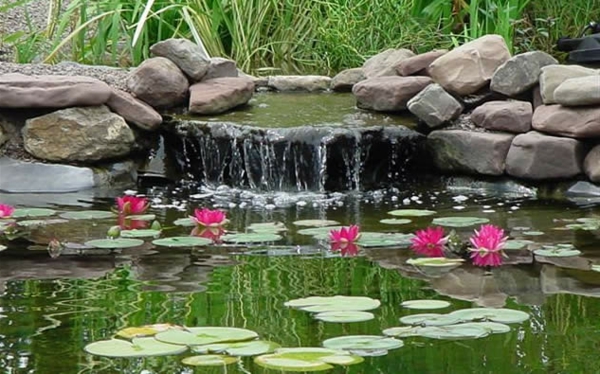 तालाब-पौधे-साथ एक झरना