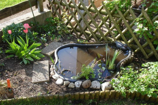 modernas ideas de estanque-planta-fines de jardines