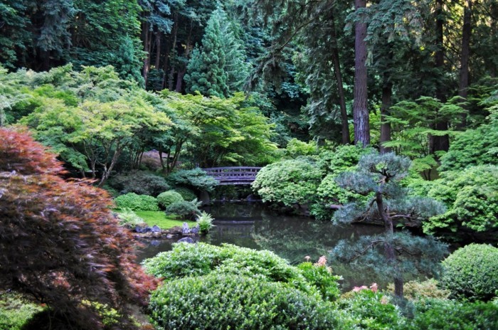 езерце-растение-съвременните езерце в градина