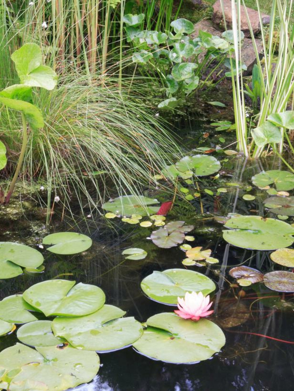 estanque-planta-amistoso-mirada natural