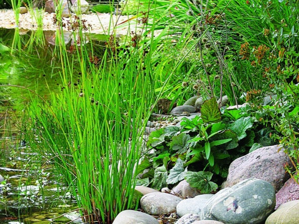 езерце-растение-прима дизайн