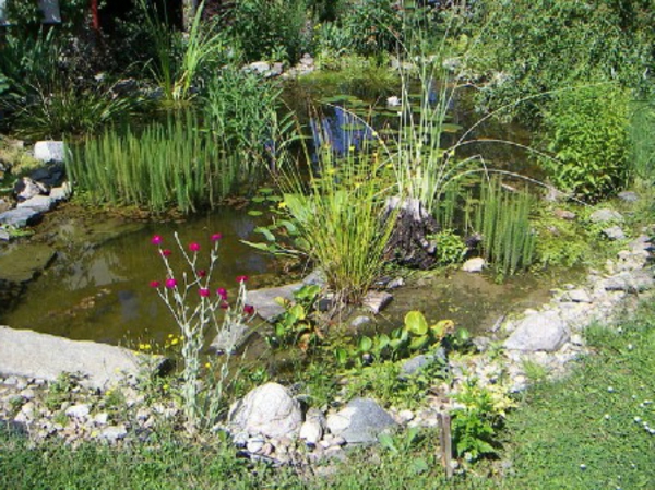 езерце-растение-прима-дизайн
