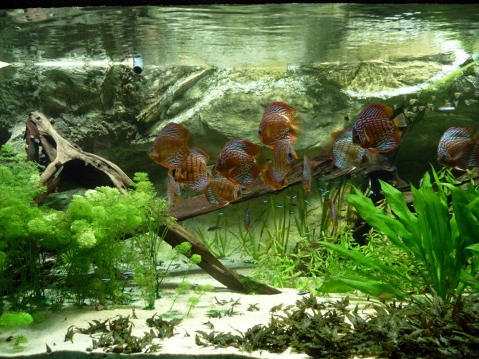 estanque-planta-hermosa-peces-en-estanque