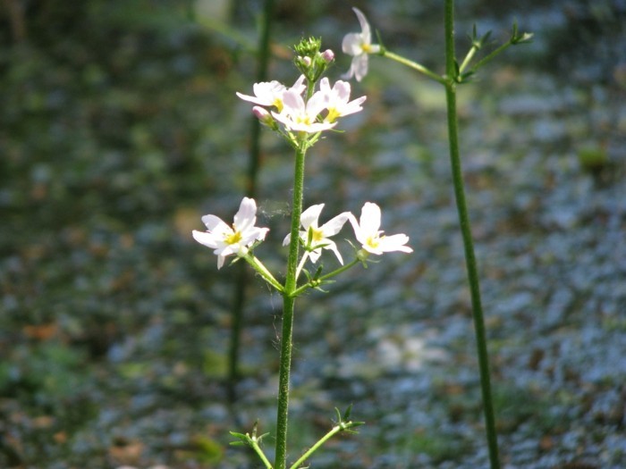 tó-növény-szép-vízinövények