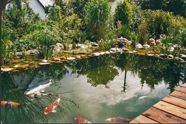 езерце засаждане-хубаво изображение