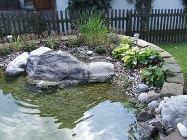 езерце-растение-много добър дизайн