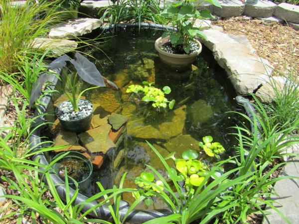 езерце-растение-супер-дизайн