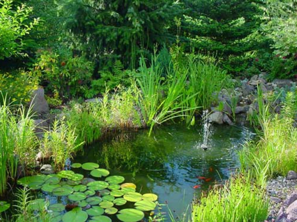 estanque de plantas super agradable diseñado