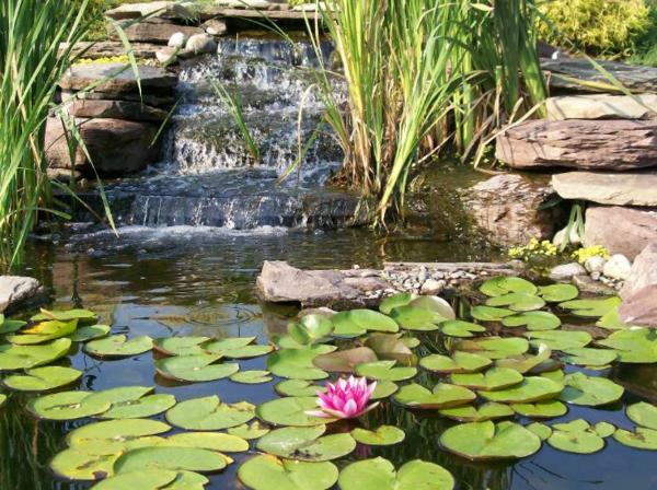 водни растения с Pond-