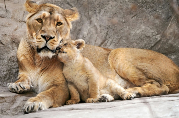 Lioness i njezina beba, majčinska ljubav u životinjskom kraljevstvu, fantastične slike, uronju u životinjski svijet