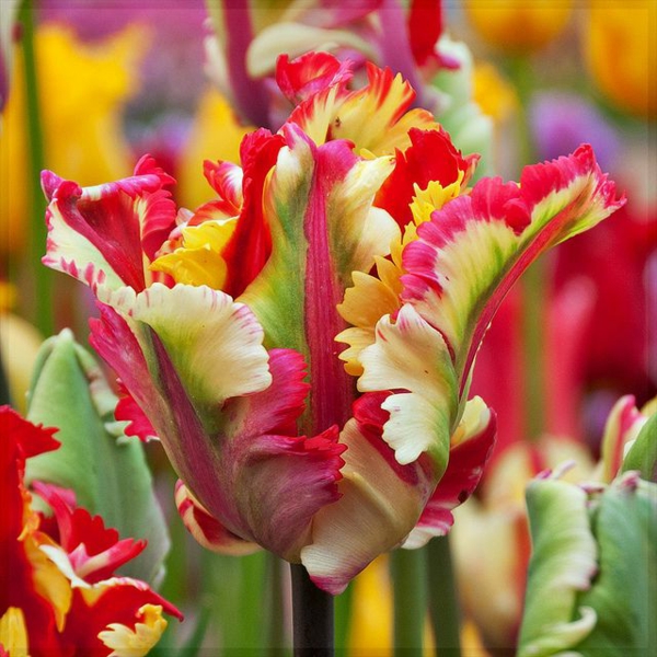 El gran papel pintado tulipanes-la-comprar-tulipán tulipán-en-Amsterdam-tulipán tulipán de plantación de fondo de pantalla