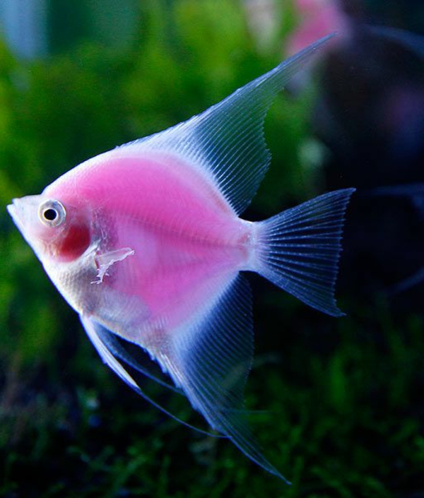 страхотно тапети на риболов-невероятно-риба-хладен тапети розово риба