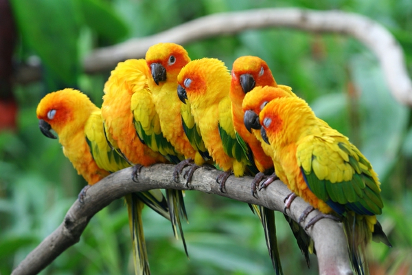пра-папагал Colorful Parrot Parrot тапети папагалска bilder--