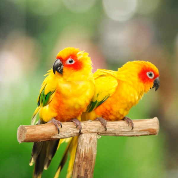 pra-ptice šareni papagaj papiga pozadina papiga pozadina žuta papiga