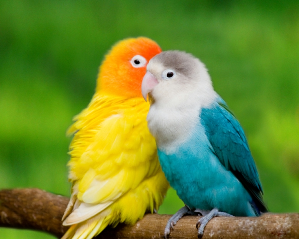 -toller Parrot Colorful Parrot Parrot тапети папагал папагал тапети тапети