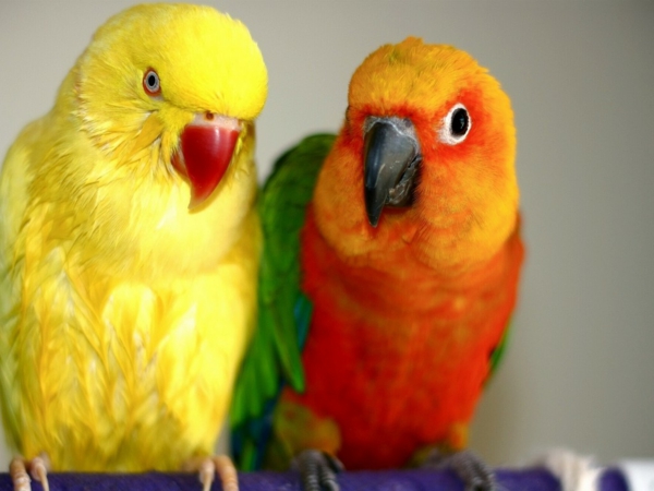 --tolle птици Colorful Parrot Parrot тапети папагал тапети