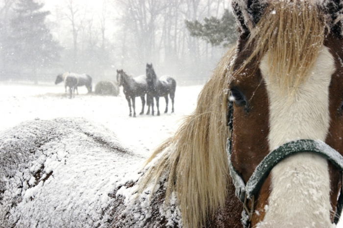 Velika slika-of-a-konja-u-snijegu