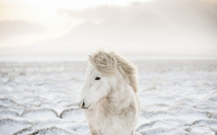 страхотно фото-кон-в-сняг
