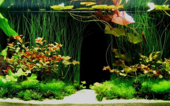 Деко аквариум проектирана тропически аквариум-устройство-тропическа гора-aquarium-