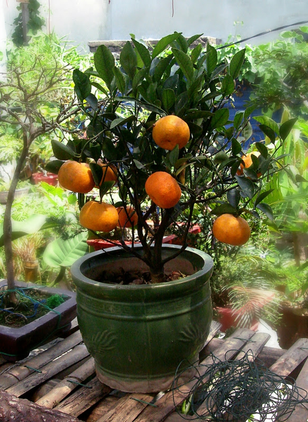 tropsko-pflnazen-malih mandarina-u-lonac